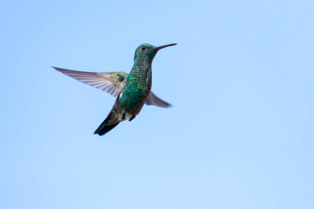Simplistic photo of a green Copper-rumped hummingbird, Amazilia tobaci, in flight isolated against the blue sky.