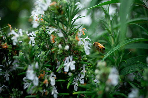 A Honey bee getting its pollen