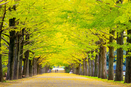 The Row of yellow ginkgo tree in autumn. Autumn park in Tokyo, Japan