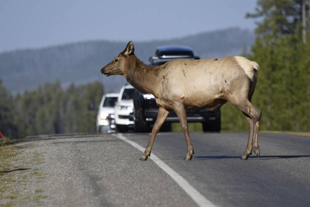 An elk cow crosses Norris Road with traffic in Yellowstone National Park.