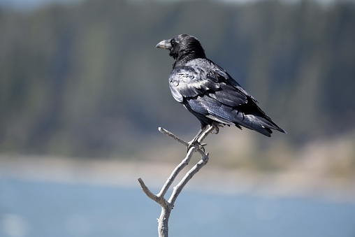 A raven perches on a branch and displays its feathers' details  in Yellowstone National Park.
