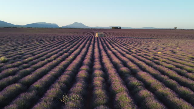 Plateau de Valensole lavender field and house at sunset or sunrise in Haute Alpes Provence Cote d'Azur aerial view