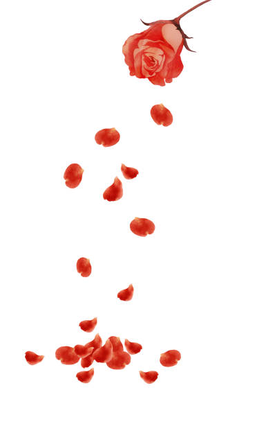 Red rose with falling petals hand drawn rose petal stock illustrations
