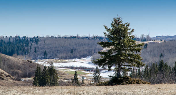 istock Evergreen coniferous tree on the hill early spring and a large valley with snow 1360106338