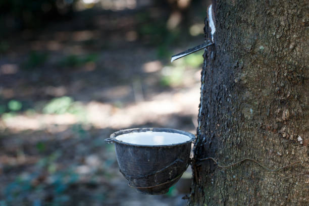istock Fresh milky Latex flows into a plastic bowl in from para rubber tree as a source of natural rubber. 1360107754