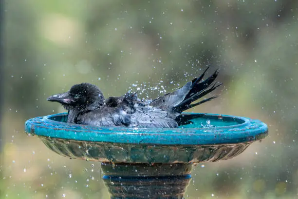 Juvenile raven perched on a bird bath
