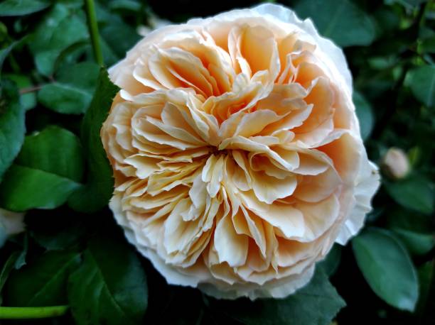 istock Rosa 'Golden Celebration' is a yellow shrub rose cultivar 1360108855