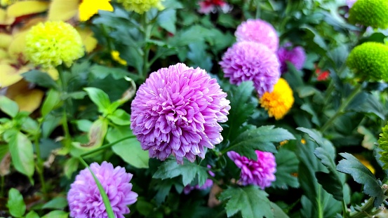 Chrysanthemum × morifolium is a species of perennial plant from family Asteraceae