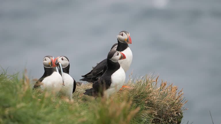 Atlantic Puffins