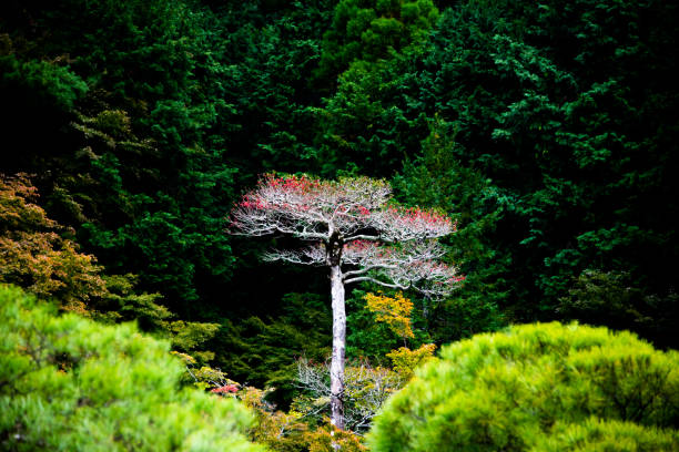 An outstanding red tree in a green forest