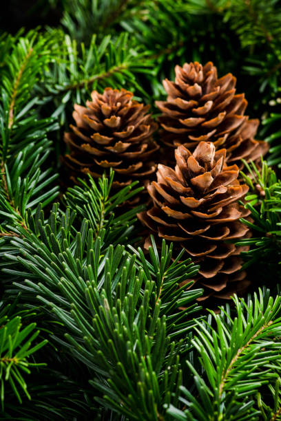 istock Green pine branches and cones for christmas decoration. Background and texture. 1360111823