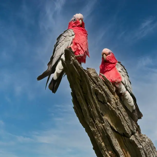 A pair of Pink and Grey Galahs sitting on a tree stump in Lake Mulwala