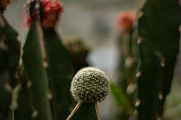 close up thorny cactus in garden