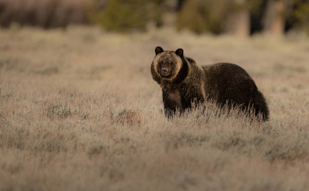 istock Grizzly Bear in the Grand Tetons 1360114145