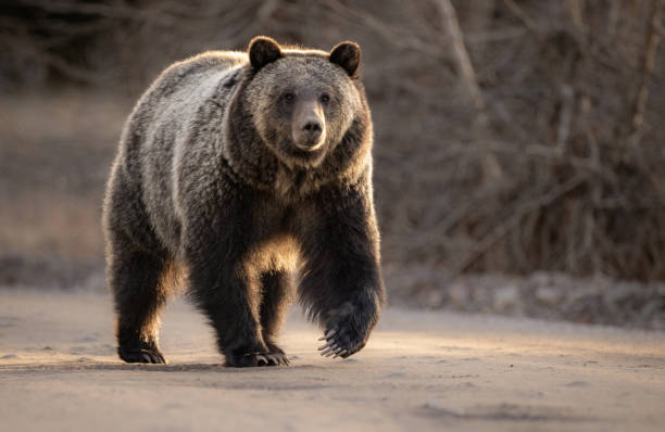 Grizzly Bear in the Grand Tetons stock photo