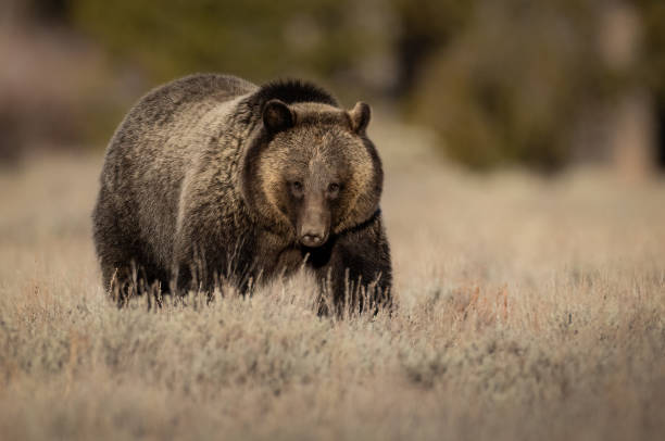 istock Grizzly Bear in the Grand Tetons 1360114150