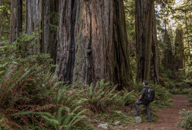 istock Tourist Exploring California Ancient Redwoods Forest 1360114346