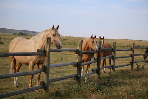 An outdoor rural scene of three horses looking over a wooden rail fenc.