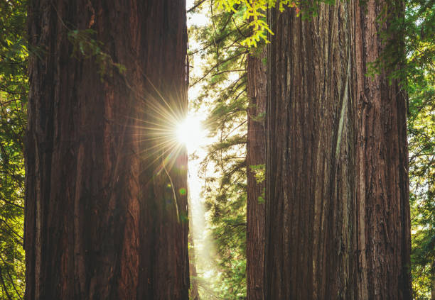 Two Ancient Redwood Trees and the Sun Between. Redwood National and State Parks, California, United States.