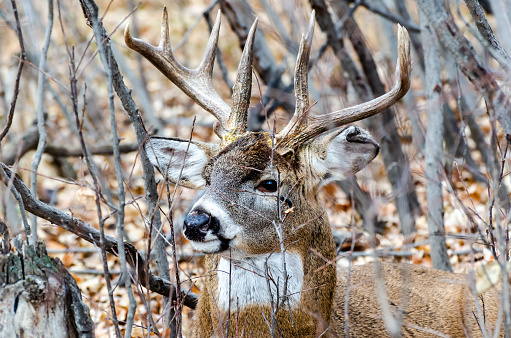 Close-up white-tailed buck deer in an autumn landscape resting