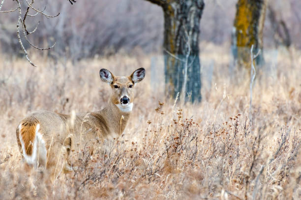 White-tailed doe deer in the meadow Close-up white-tailed doe deer in an autumn landscape looking at the camera deer hide stock pictures, royalty-free photos & images