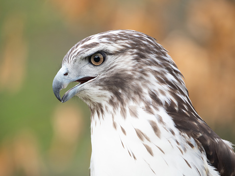 Close of the head and chest of a Sharp-Shinned Hawk photographed in profile with a shallow depth of field at the Houston Audubon Raptor Center, Houston, Texas.
