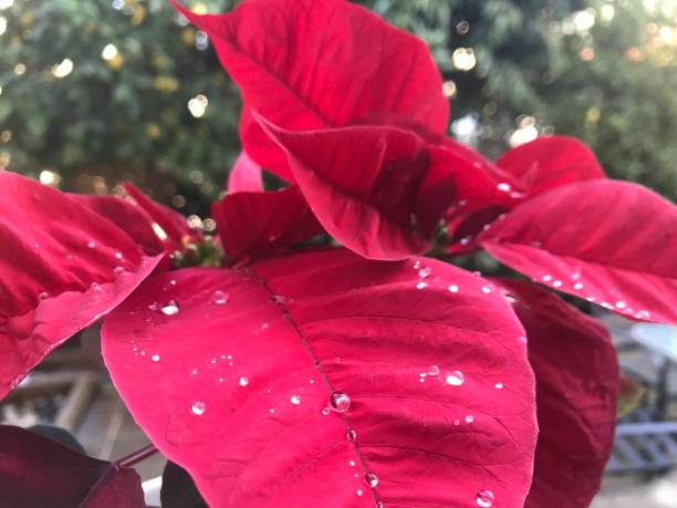 istock Poinsettia flower 1360120871