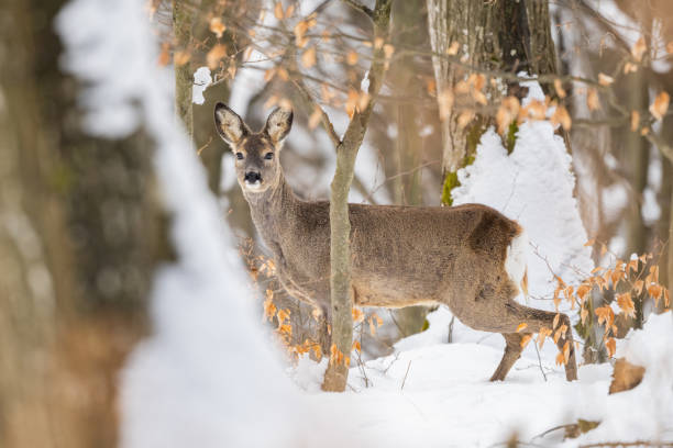 capriolo (capreolus capreolus). monti bieszczady, carpazi, polonia. - capriolo foto e immagini stock