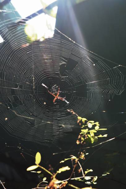 istock spider with sunlight directly above his house 1360127738