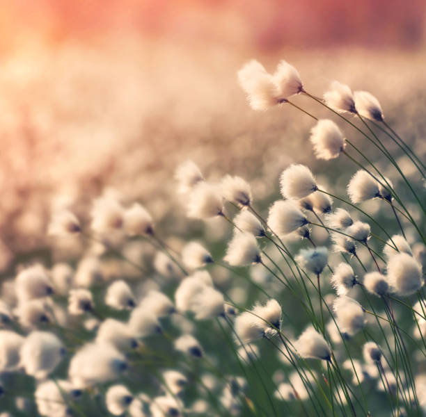 арктический хлопок на ветру - cotton grass стоковые фото и изображения