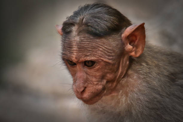 Baby monkey sitting on a rock
