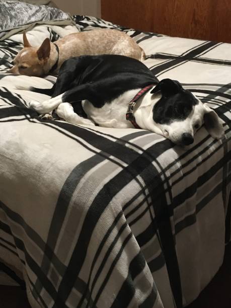 istock Let’s go have a nap on their bed 1360135002