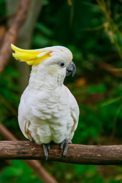istock White cockatoo with yellow crest in Bali 1360135865