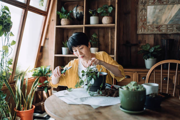 Senior Asian woman taking care of her plants at balcony at home, pruning houseplants with care. Enjoying her time at cozy home. Retirement lifestyle stock photo