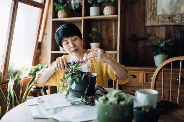 Senior Asian woman taking care of her plants at balcony at home, pruning houseplants with care. Enjoying her time at cozy home. Retirement lifestyle