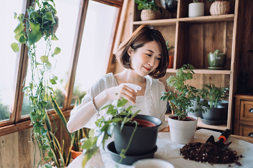 Young Asian woman taking care of her plants at balcony at home, watering and potting houseplants with care. Enjoying her time at cozy home