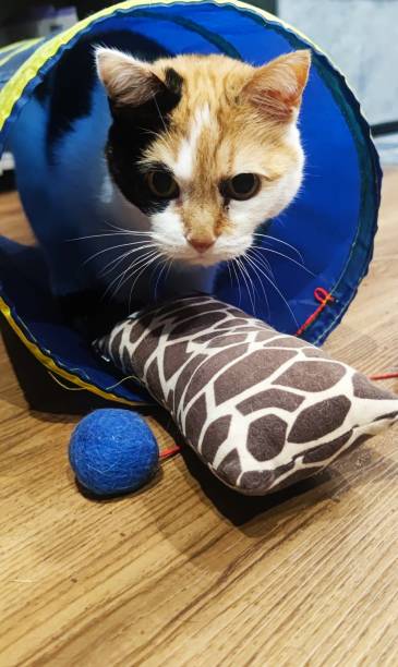 istock Cat in my house 1360137311