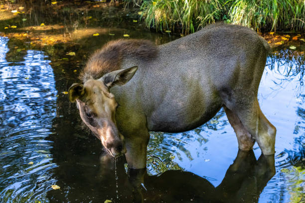 Moose resting in a calm lake with a clear reflection in the water, creating a peaceful and serene wildlife scene