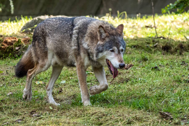 istock European Grey Wolf, Canis lupus in a german park 1360139119