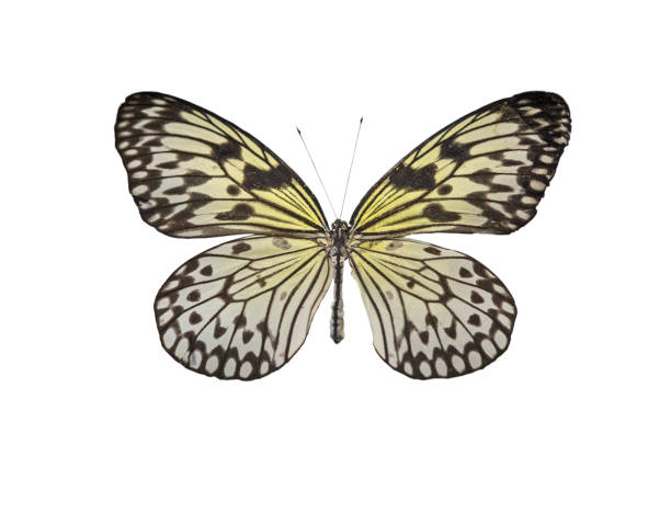 istock Tropical butterfly Idea white Idea leuconoe lat. 1360142089