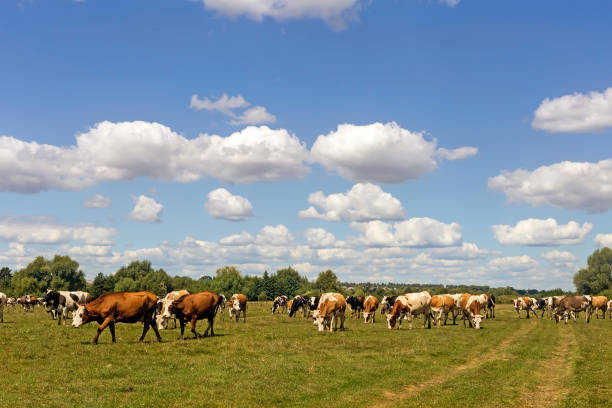 istock Cows graze in a meadow near the forest 1360142119