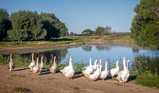 On the road near the river moves a herd of white geese on a Sunny cloudless day.