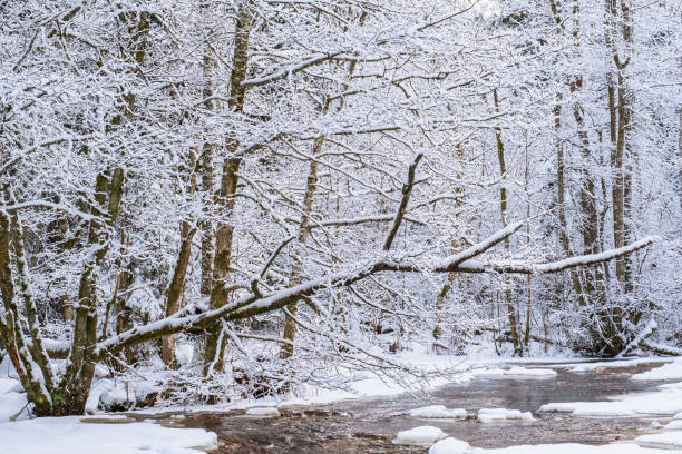 istock Winter forest by a river with ice floes 1360144680