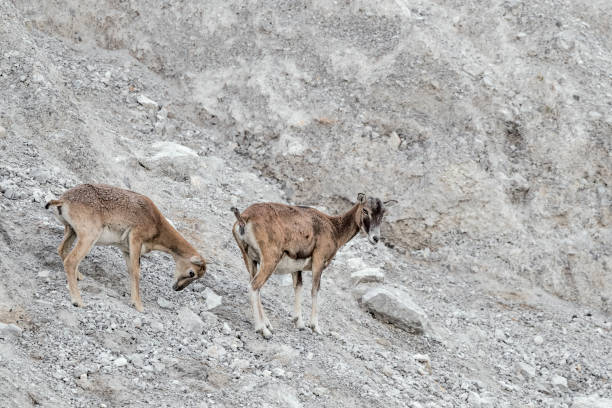 istock Mouflon females on extreme terrain (Ovis musimon) 1360150046