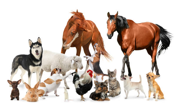 istock Collage with horses and other pets on white background 1360152241