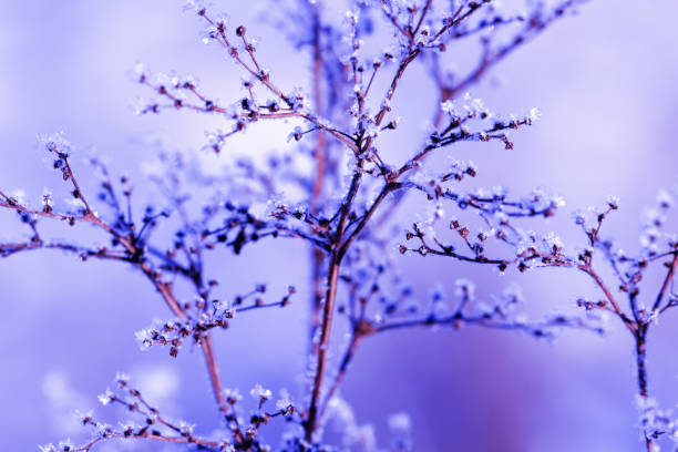 trendy color des jahres 2022 very peri. natur winter hintergrund. winterlandschaft. glänzender frost auf dem gras im schnee. gras bedeckt mit frost und schneeverwehungen aus nächster nähe. frost makro. gefrorenes gras. - flower snow winter close up stock-fotos und bilder