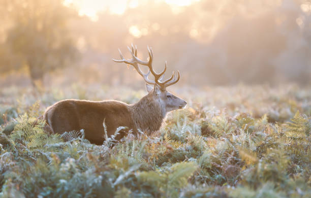 istock Red Deer stag during rutting season at sunrise 1360153381