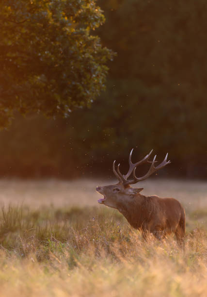 red deer stag calling during rutting season at sunrise - richmond park imagens e fotografias de stock