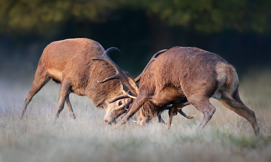 Close up of Red deer stags fighting during rutting season in autumn, UK.