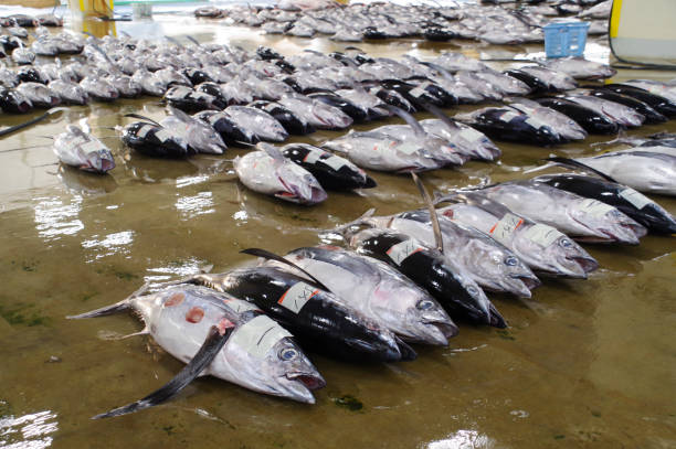 fish market Auction of Katsuura fishing port, the best landing of raw tuna in Japan commercial tuna fishing stock pictures, royalty-free photos & images
